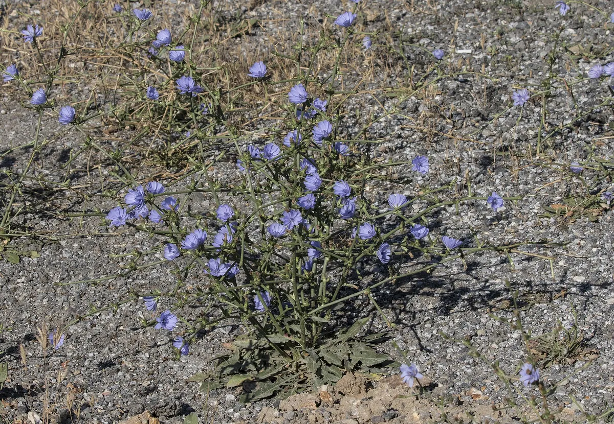 乾いた砂利の地面から伸びる細い緑の茎が四方に広がり、薄い青紫色の花びらを持つ花が多数開いている。株元には根出葉がわずかに見える。