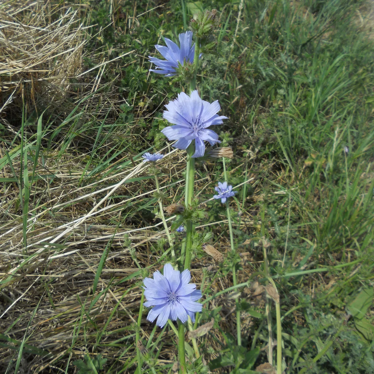青紫色の花をつけた野生チコリの株が野原に生えている写真