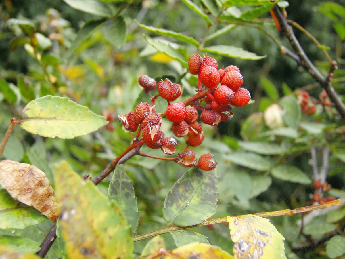 緑の羽状複葉の茂みの中で、細い枝先に赤茶色のいぼ状の実が十数粒房になって垂れている。実のいくつかは表皮が裂けて内側の淡い色が覗いている。