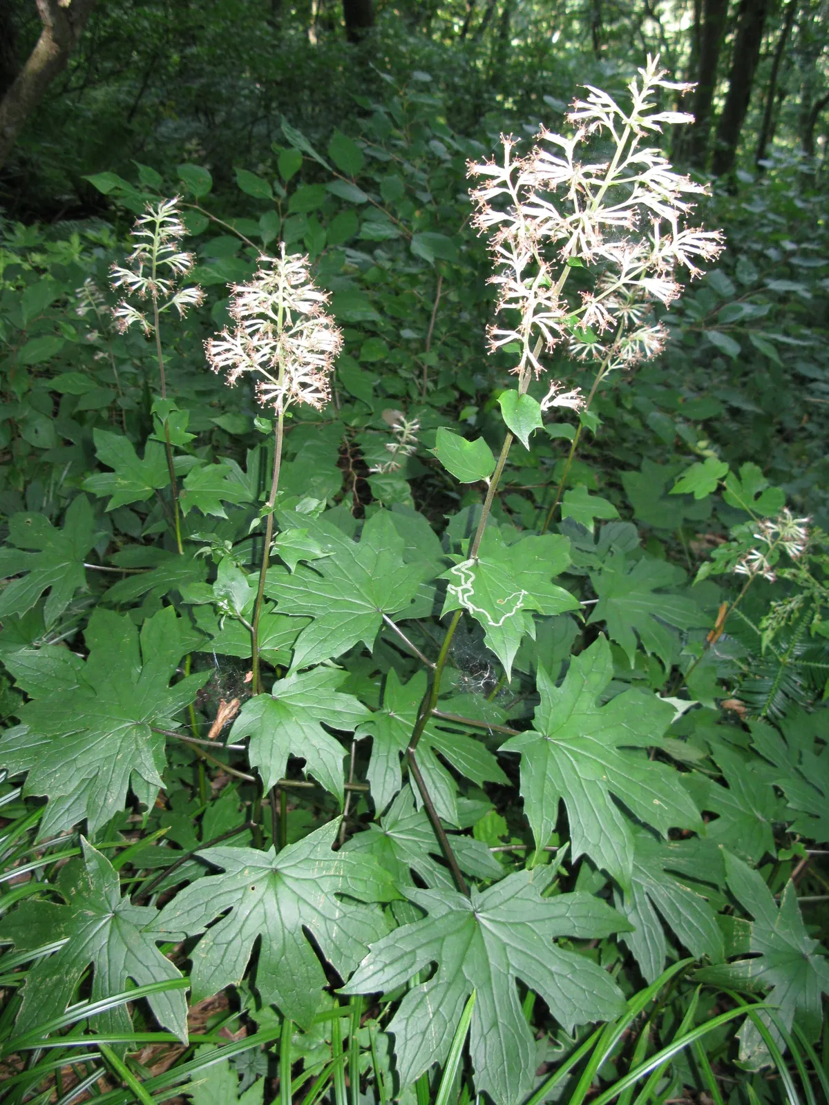 濃い緑の掌状に深く切れ込んだ葉が下部に茂り、その間から数本の茎が立ち上がって先端に白い小花が房状に集まった花序を付けている。背景は薄暗い林床