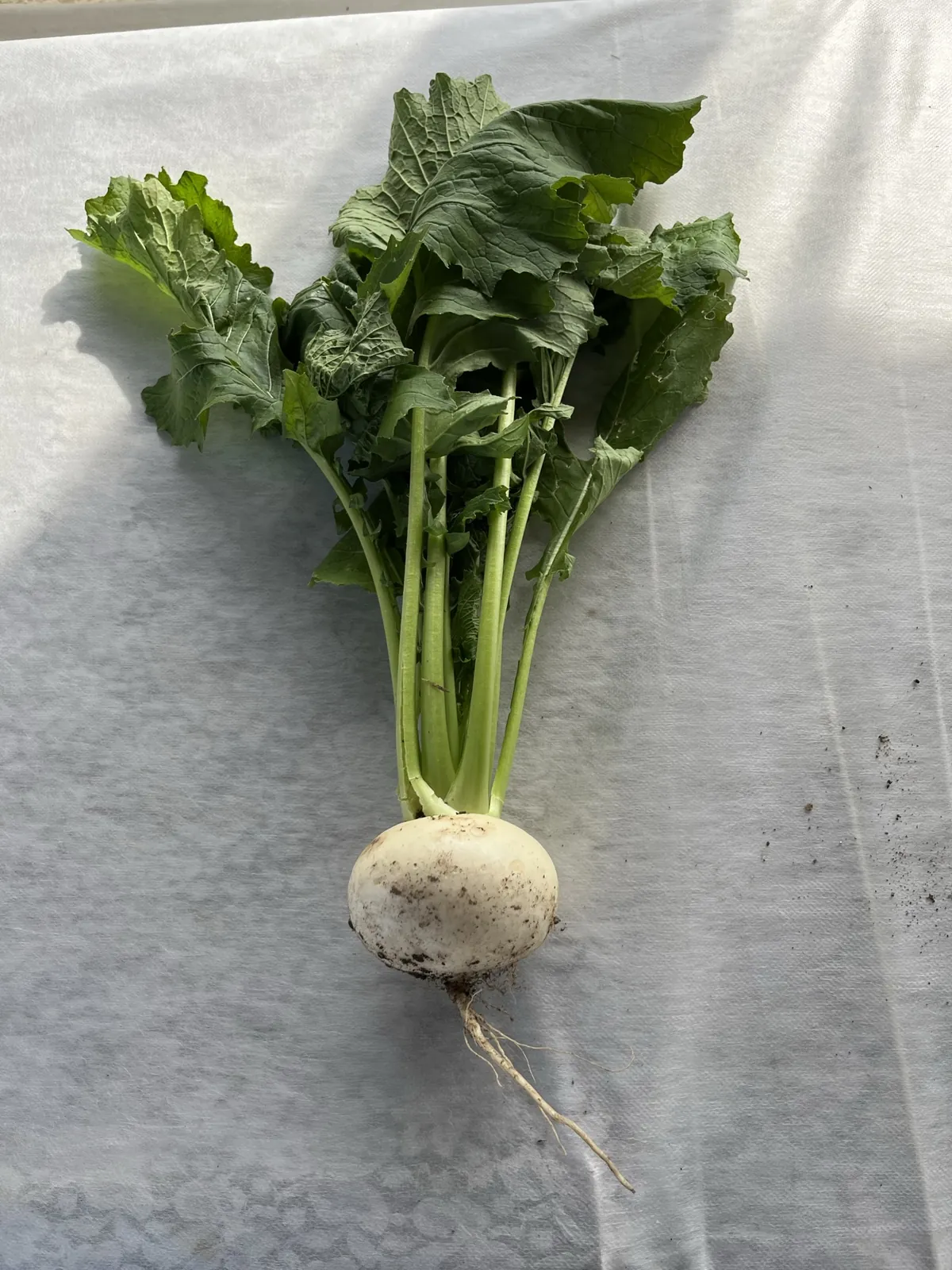 白い布の上に、白く丸い根の球体から緑の葉柄と大きな葉が扇状に広がった野菜が1株置かれている。根の表面には黒っぽい土がまだらに付き、下端から細い根毛が垂れている。