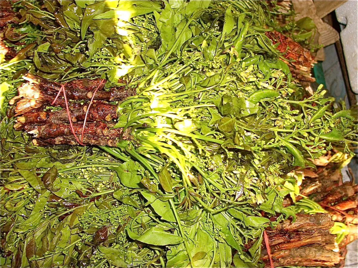 濡れて光沢のある緑の若葉と、粒々の小さな花芽の房が密集した束が、赤茶色の木質の茎とともに横たわっている。茎の根元は輪ゴムで束ねられている。