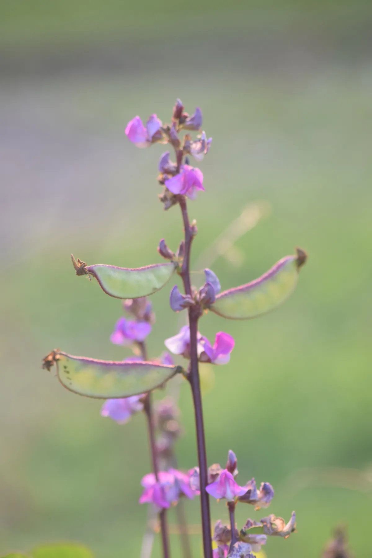 紫色の蝶形花と、扁平な緑の若い莢をつけたつる性植物の枝