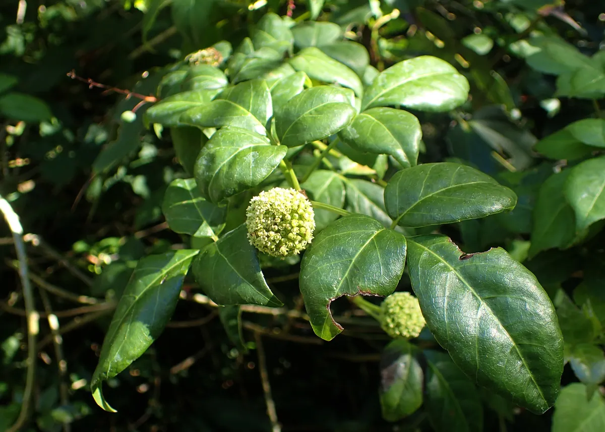 三出複葉と、球状に集まった淡黄緑色の花序