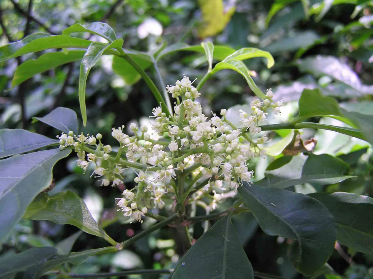 つやのある複葉と、白い小花が集まった花序をつける枝