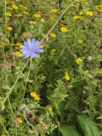 青い花びらを持つチコリーの花が接写されている写真