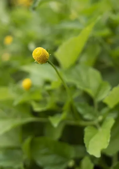 黄色く先端が赤みを帯びた円錐形の花が接写されている写真
