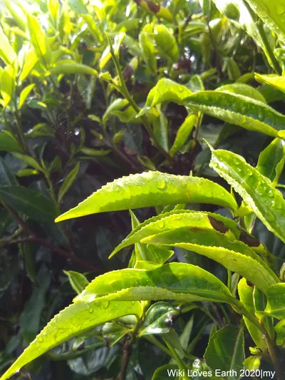 茶園に整列したチャノキの緑の葉が接写されている写真