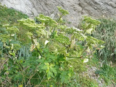 岩肌を背景に、白く小さな花が集まった散形花序をいくつも上に伸ばした緑の草本が茂り、根元には切れ込みの深い羽状の葉が広がっている。