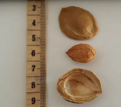 白い背景にセンチメートル目盛りの定規を添え、上から順に、薄茶色の薄皮に包まれた扁平な仁、殻ごとの卵形の種子、殻を縦に割って内側の白っぽい仁を見せた断面が並んでいる。