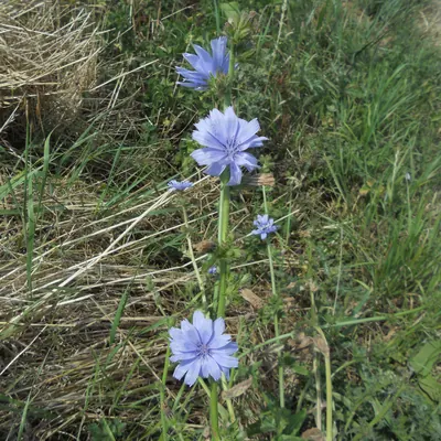 青紫色の花をつけた野生チコリの株が野原に生えている写真