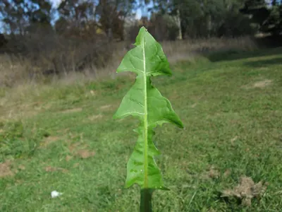 緑の芝生を背景に、ぎざぎざに深く切れ込んだ緑色の葉が1本、茎を立てるように垂直に伸びている。葉先は尖り、葉脈が中央に白く走る。