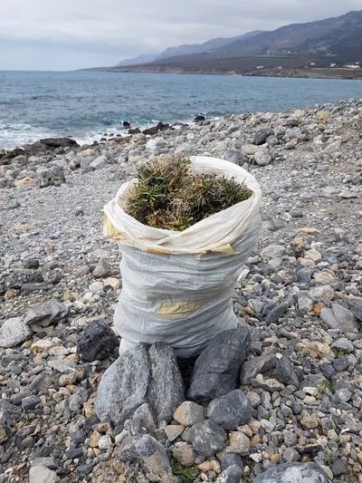 岩だらけの海岸で石に立てかけられた白い布袋の口から、細く棘のある緑がかった葉と枯れた茎の絡まった塊がのぞいている。背景には海と山並みが広がる曇り空の風景。