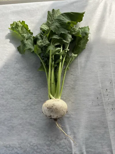 白い布の上に、白く丸い根の球体から緑の葉柄と大きな葉が扇状に広がった野菜が1株置かれている。根の表面には黒っぽい土がまだらに付き、下端から細い根毛が垂れている。