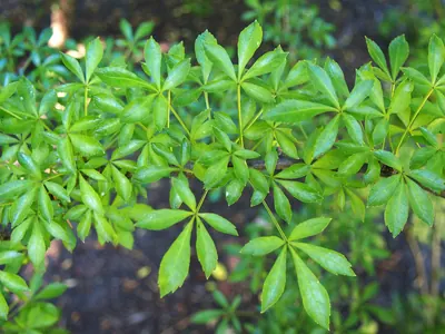 手のひら状に裂けた緑色の葉を茂らせたウコギの株の写真
