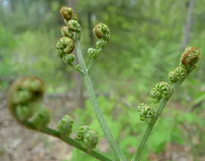 森の下草を背景に、細い緑の茎の先端に、こぶし状に巻いた黄緑色の若芽が数個ついている。手前と奥にも同様の巻いた若芽が見える。