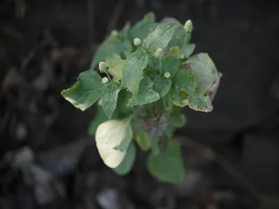 暗い背景の中、卵形の緑の葉が茂った枝先に、米粒よりやや大きい淡黄緑色の円錐形の花が4〜5個、細い柄の先についている。