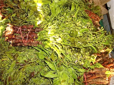 濡れて光沢のある緑の若葉と、粒々の小さな花芽の房が密集した束が、赤茶色の木質の茎とともに横たわっている。茎の根元は輪ゴムで束ねられている。
