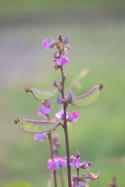 紫色の蝶形花と、扁平な緑の若い莢をつけたつる性植物の枝