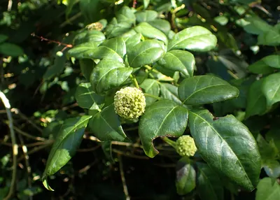 三出複葉と、球状に集まった淡黄緑色の花序
