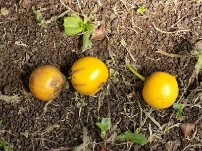 乾いた土と枯れ草の地面の上に、丸く光沢のある黄橙色の果実が3個、少し離れて転がっている。1個には短い緑色の果柄がついたままになっている。