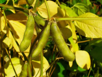 黄葉した葉の間に、うぶ毛の生えた緑色の大豆の莢が数本ぶら下がっている