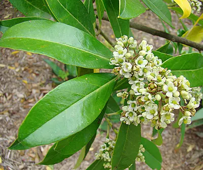 光沢のある緑の葉と白い小さな花房をつけた枝