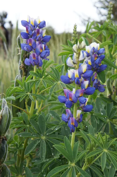 畑に立つ複数の茎の先端に、青紫色と白色が混じった蝶形の花が房状に連なって咲く。葉は指を広げたような形の掌状複葉。