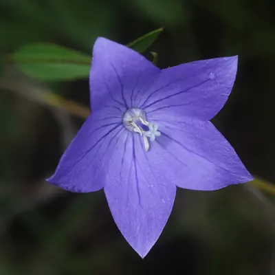 濃い紫色の花弁が五角の星形に開き、中央に白っぽい柱状のしべが集まっている一輪の花。背景は暗い緑。