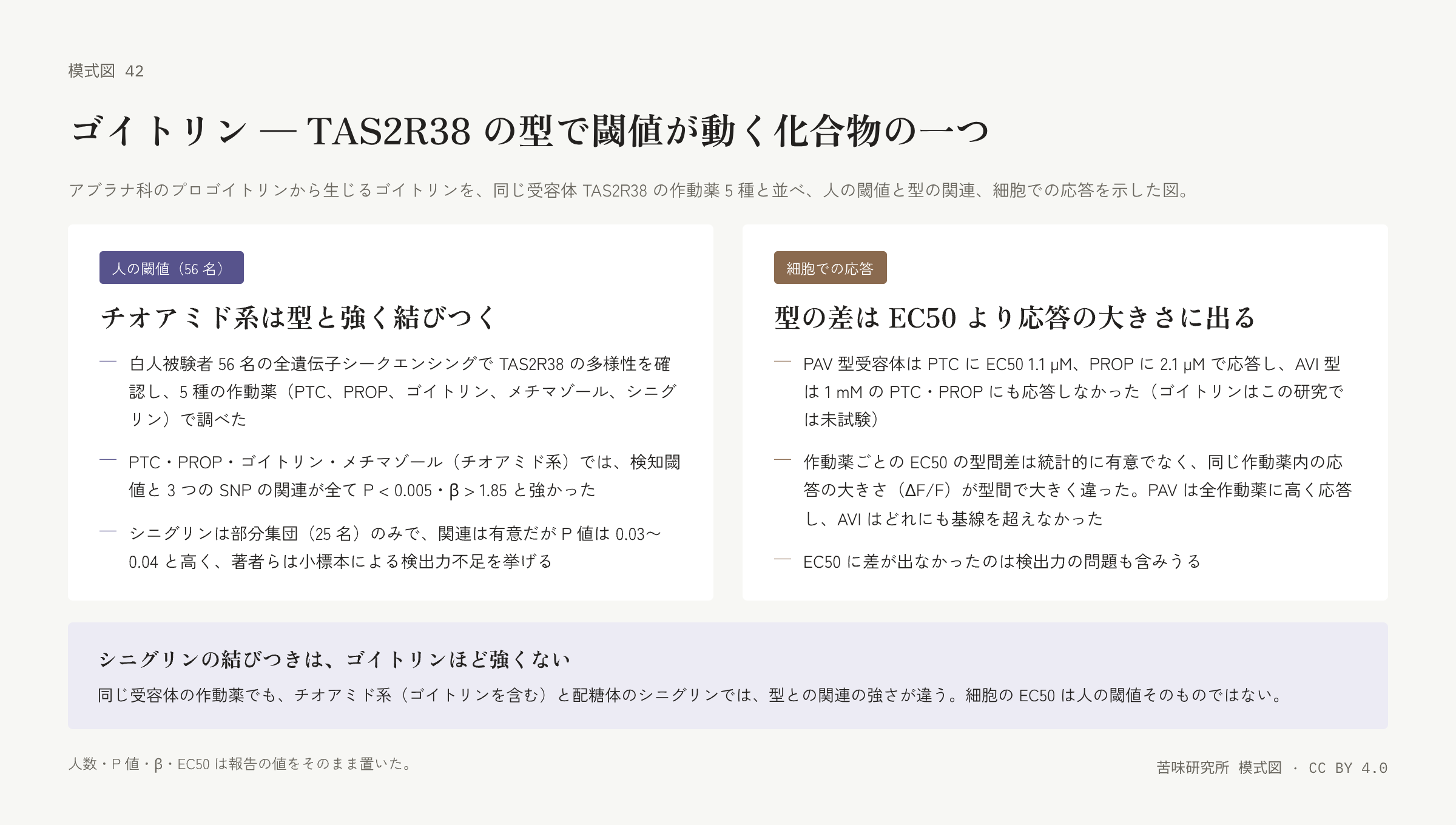 左右二枚の札。左は「人の閾値」の札で、被験者と作動薬、チオアミド系の関連の強さ、シニグリンの弱い関連の三行。右は「細胞での応答」の札で、PAV 型と AVI 型の応答、EC50 と応答の大きさの違い、検出力の注記の三行。下に「シニグリンの結びつきはゴイトリンほど強くない」の帯。