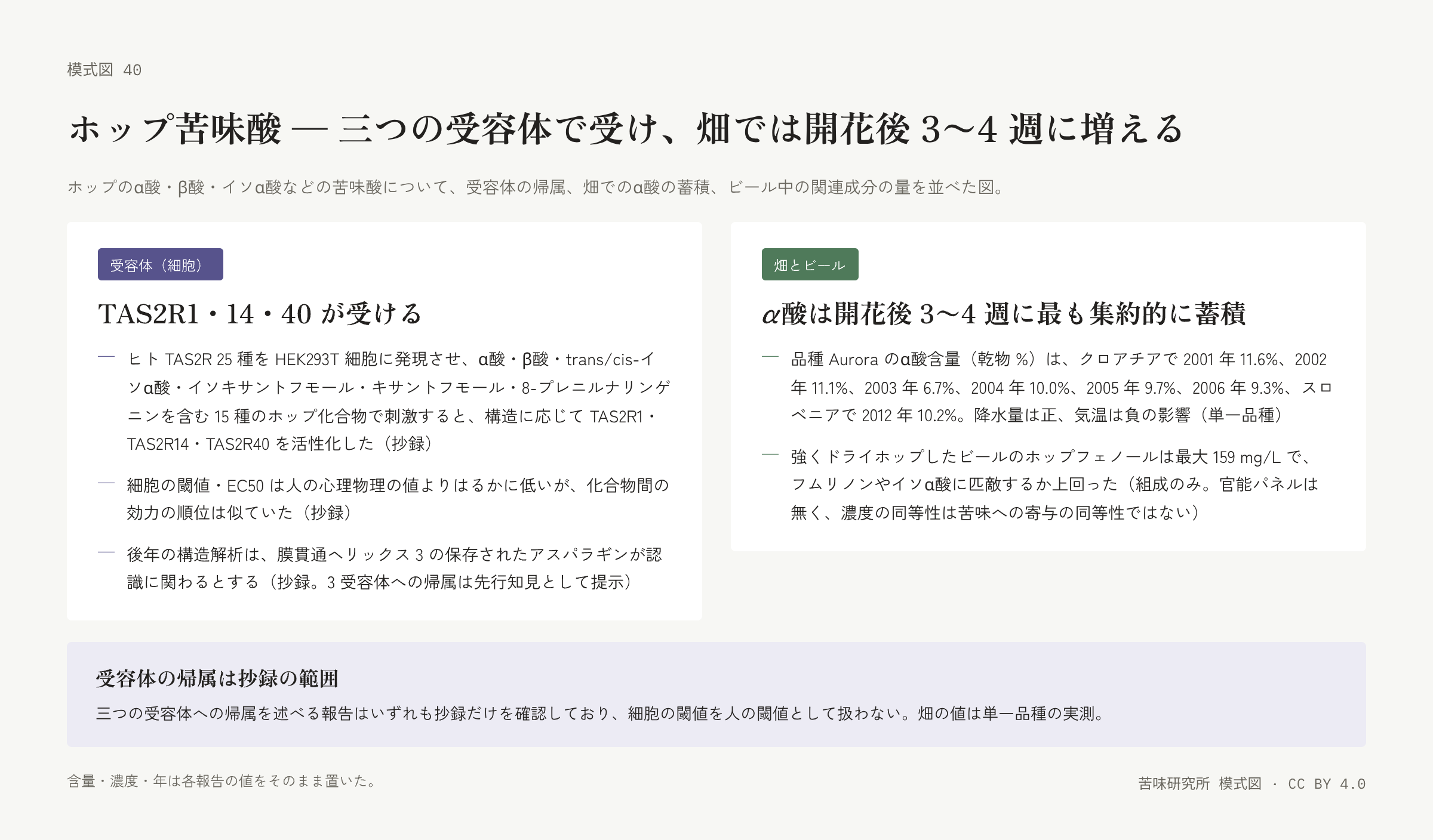 左右二枚の札。左は「受容体」の札で、活性化した三つの受容体、細胞と人の閾値の違い、構造解析の三行。右は「畑とビール」の札で、年ごとのα酸含量と気象の影響、ドライホップしたビールのフェノール量の二行。下に「受容体の帰属は抄録の範囲」の帯。