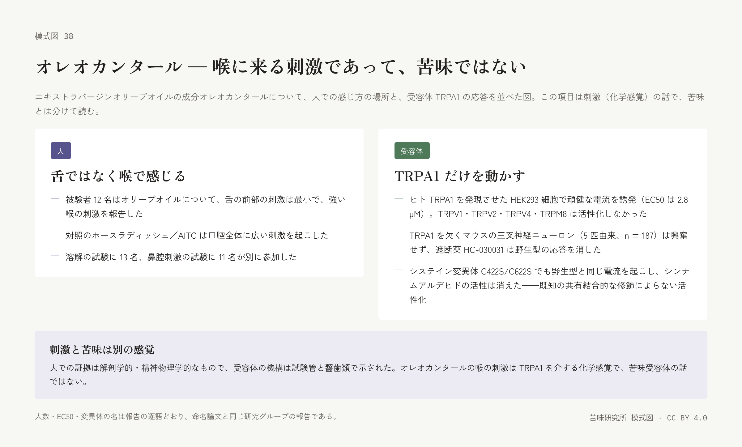 左右二枚の札。左は「人」の札で、喉の刺激、対照との違い、追加の試験の人数の三行。右は「受容体」の札で、TRPA1 の EC50 と他の受容体の不応答、欠損マウスと遮断薬、システイン変異体の三行。下に「刺激と苦味は別の感覚」の帯。