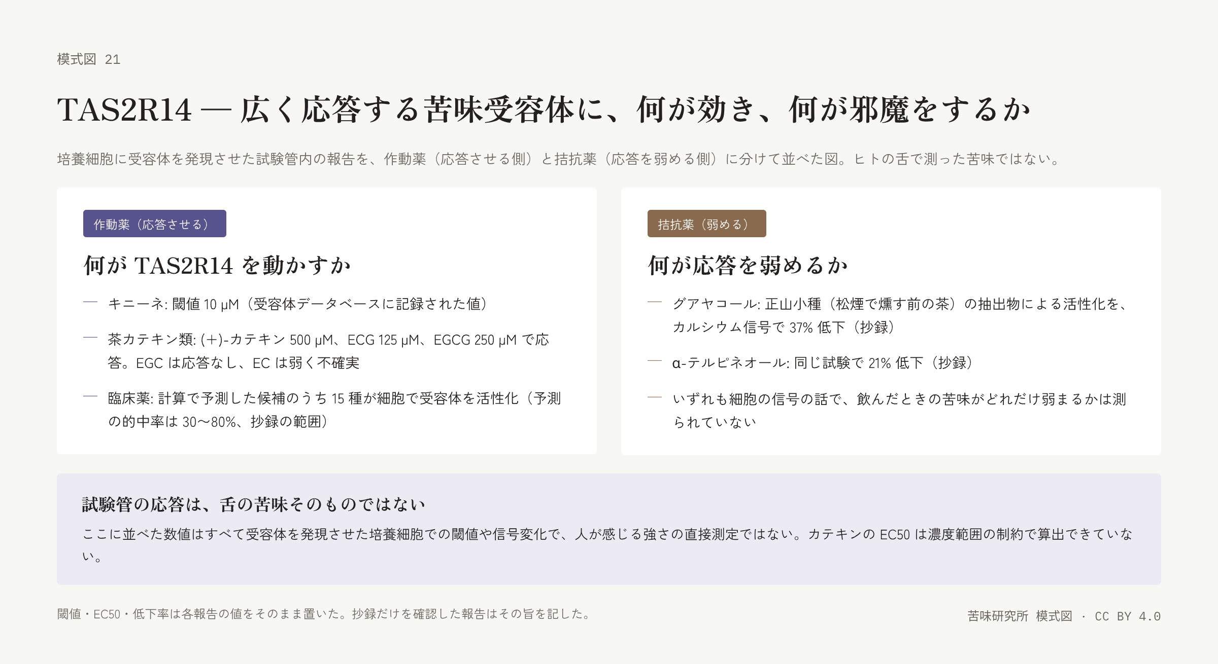 左右二枚の札。左は「作動薬(応答させる)」の札で、キニーネの閾値、茶カテキン類の応答の有無と閾値、臨床薬の件数の三行。右は「拮抗薬(弱める)」の札で、グアヤコールと α-テルピネオールによる信号の低下率と、細胞の信号であって飲んだときの苦味ではないという注記の三行。下に「試験管の応答は、舌の苦味そのものではない」の帯。