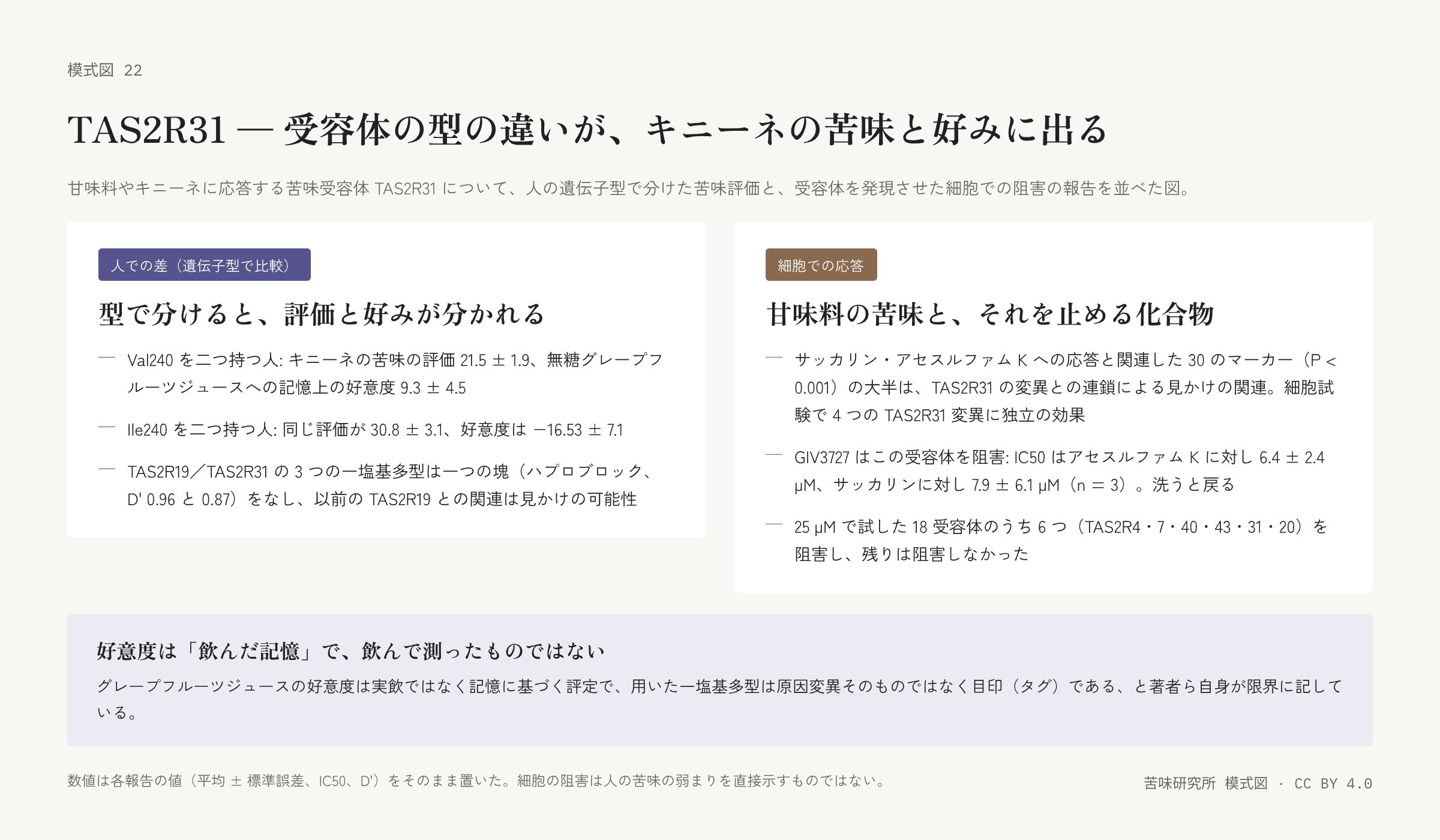 左右二枚の札。左は「人での差」の札で、Val240 と Ile240 をそれぞれ二つ持つ人のキニーネ評価と好意度の値、三つの一塩基多型が一つの塊をなすことの三行。右は「細胞での応答」の札で、甘味料への応答と TAS2R31 の変異、GIV3727 の IC50、阻害した受容体の数の三行。下に「好意度は飲んだ記憶で測ったもの」の帯。