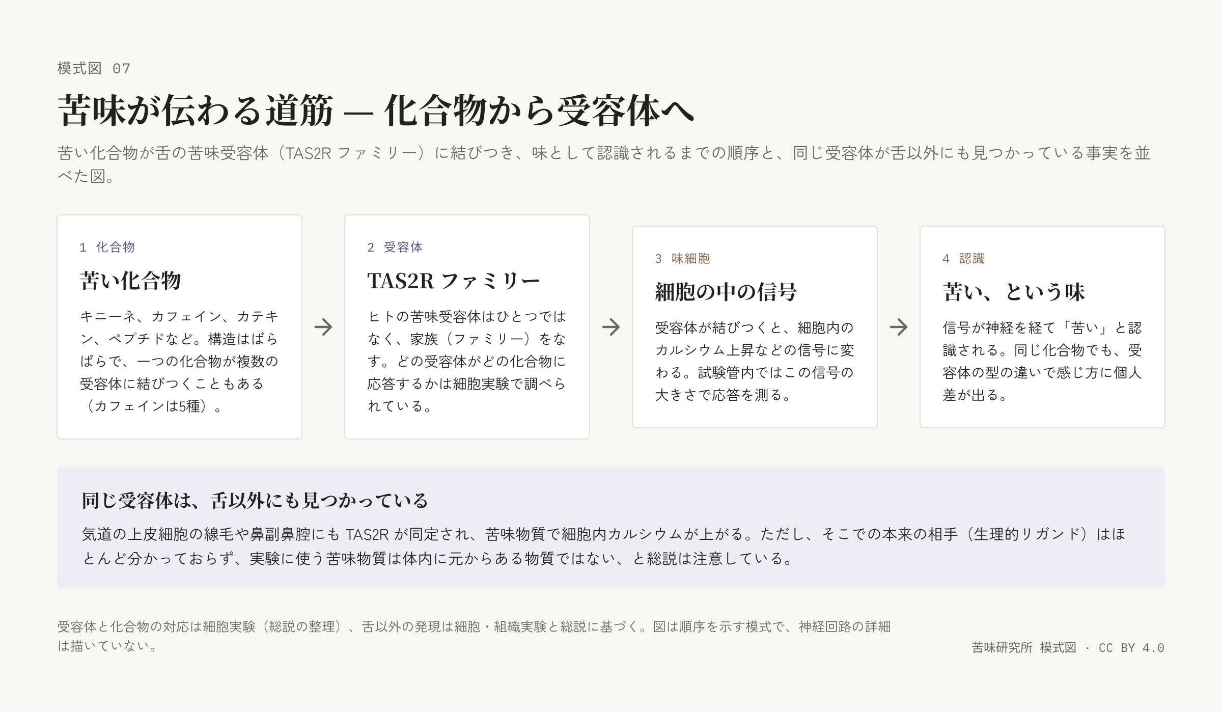 左から右へ矢印でつながる四枚の札。化合物、TAS2R ファミリー、細胞の中の信号、苦いという味、の順。下に「同じ受容体は舌以外にも見つかっている」の帯。